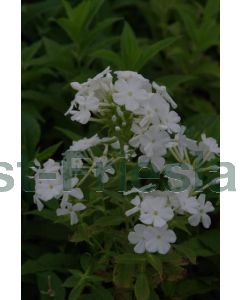 Phlox (P) 'Fujiyama' P9 / 24 per kist