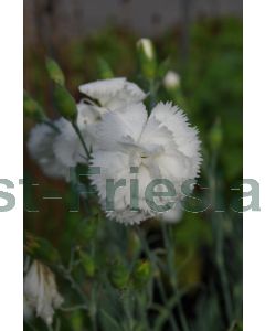 Dianthus (P) 'Haytor White' P9 / 24 per kist