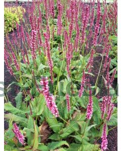 Persicaria ampl. 'Summer Dance' P9 / 24 per kist