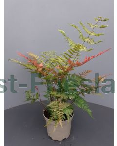 Dryopteris eryt.'Prolifica' C2