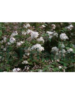 Deutzia hybrida 'Mont Rose' 150-175 cm C20