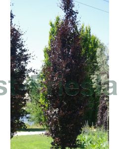 Fagus syl. 'Dawyck Purple' 10/12 drkl beveerd