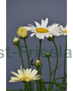 Leucanthemum max. 'Broadway Lights' P9 / 24 per kist