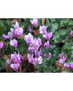 Cyclamen hederifolium P9 / 24 per kist