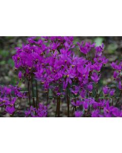 Dodecatheon meadia P9 / 24 per kist