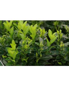 Euonymus j. 'Microphyllus' C10 Ø 35/40 cm bolvorm