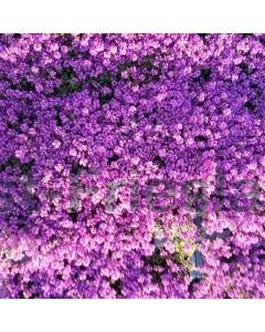 Thymus 'Purple Beauty' P9 / 24 per kist