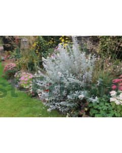 Buddleja dav. 'Silver Anniversary' C3