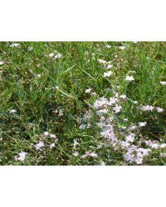 Gypsophila rep. 'Rosa Schönheit' P9 / 24 per kist