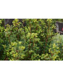 Ilex cren. 'Glory Dwarf'® 20-25 cm C2