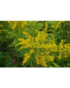 Solidago 'Golden Mosa' P9 / 24 per kist