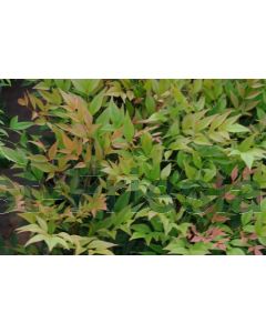 Nandina domestica 'Gulf Stream' 30-40 cm C4