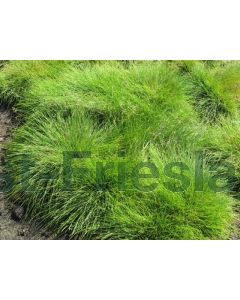 Festuca ovina P9 / 24 per kist