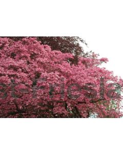 Cornus florida 'Rubra' 125-150 cm C30