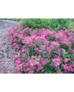 Spiraea jap. 'Dart's Red' P14