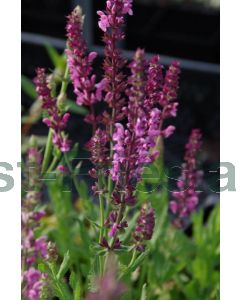 Salvia nem. 'Rose Queen' P9 / 24 per kist