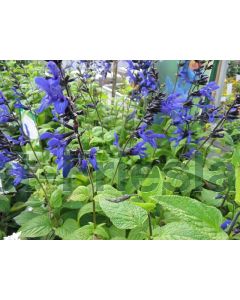 Salvia greg. 'Black and Blue' P9 / 24 per kist