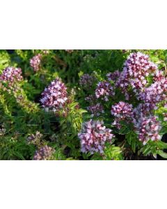 Origanum vulg. 'Compactum' P9 / 24 per kist