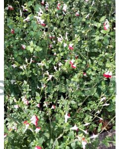 Salvia micr. 'Hot Lips' C2