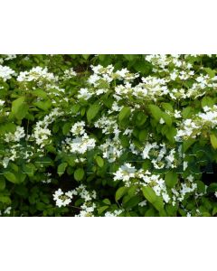 Viburnum plic. 'Watanabe' 40-50 cm C5