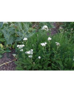 Achillea mil. 'White Beauty' P9 / 24 per kist