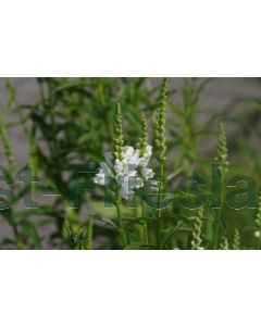 Physostegia virg. 'Summer Snow' P9 / 24 per kist