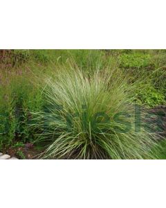 Festuca mairei P9 / 24 per kist