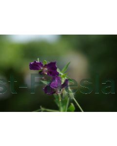 Geranium phaeum 'Lily Lovell' P9 / 24 per kist