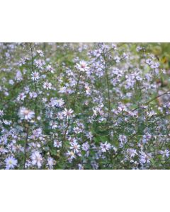 Aster 'Little Carlow' P9 / 24 per kist