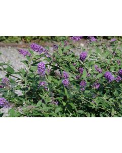 Buddleja dav. 'Blue Chip' C3