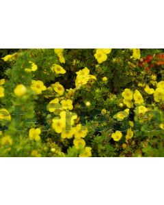 Potentilla f. 'Kobold' C2