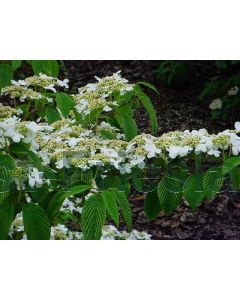 Viburnum plic. 'St Keverne' 60-80 cm C10