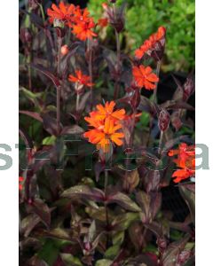 Lychnis arkwrightii 'Vesuvius' P9 / 24 per kist