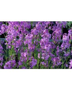 Hesperis matronalis P9 / 24 per kist