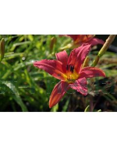 Hemerocallis 'Pink Damask' P9 / 24 per kist