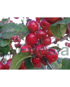 Malus 'Red Sentinel' 6/8 C35 beveerd