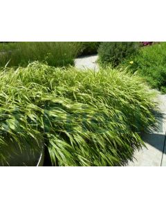 Hakonechloa macra C2