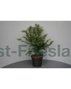 Taxus b. 'Repandens' C3