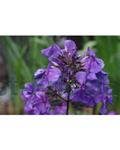 Phlox (P) 'Blue Paradise' P9 / 24 per kist