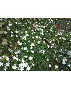 Vinca minor 'Gertrude Jekyll' P9 / 24 per kist