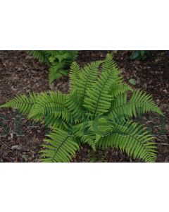 Dryopteris wallichiana P9 / 24 per kist