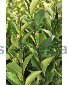 Ligustrum ovalifolium 40-60 cm kw 2-3 tak, bos á 25 stuks