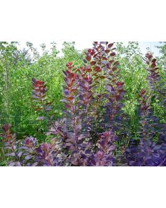 Cotinus cog. 'Royal Purple' 200-250 cm C35