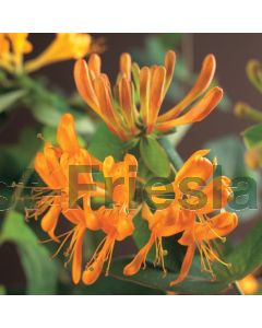 Lonicera tellmanniana 75 cm C2