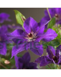 Clematis 'The President' 75 cm C2