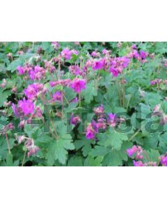 Geranium macr. 'Czakor' P9 / 24 per kist