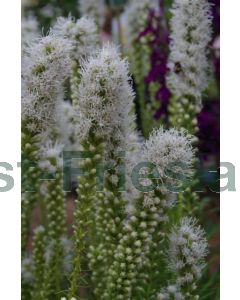 Liatris s. 'Alba' P9 / 24 per kist