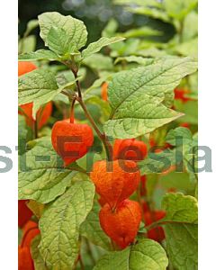 Physalis alkekengi franchetii P9 / 24 per kist