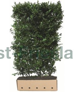 Ilex meserveae Blue Maid kluit b100 cm x h180 cm haagelement