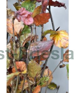 Fagus syl. 'Atropunicea' kluit b100 cm x h200 cm haagelement